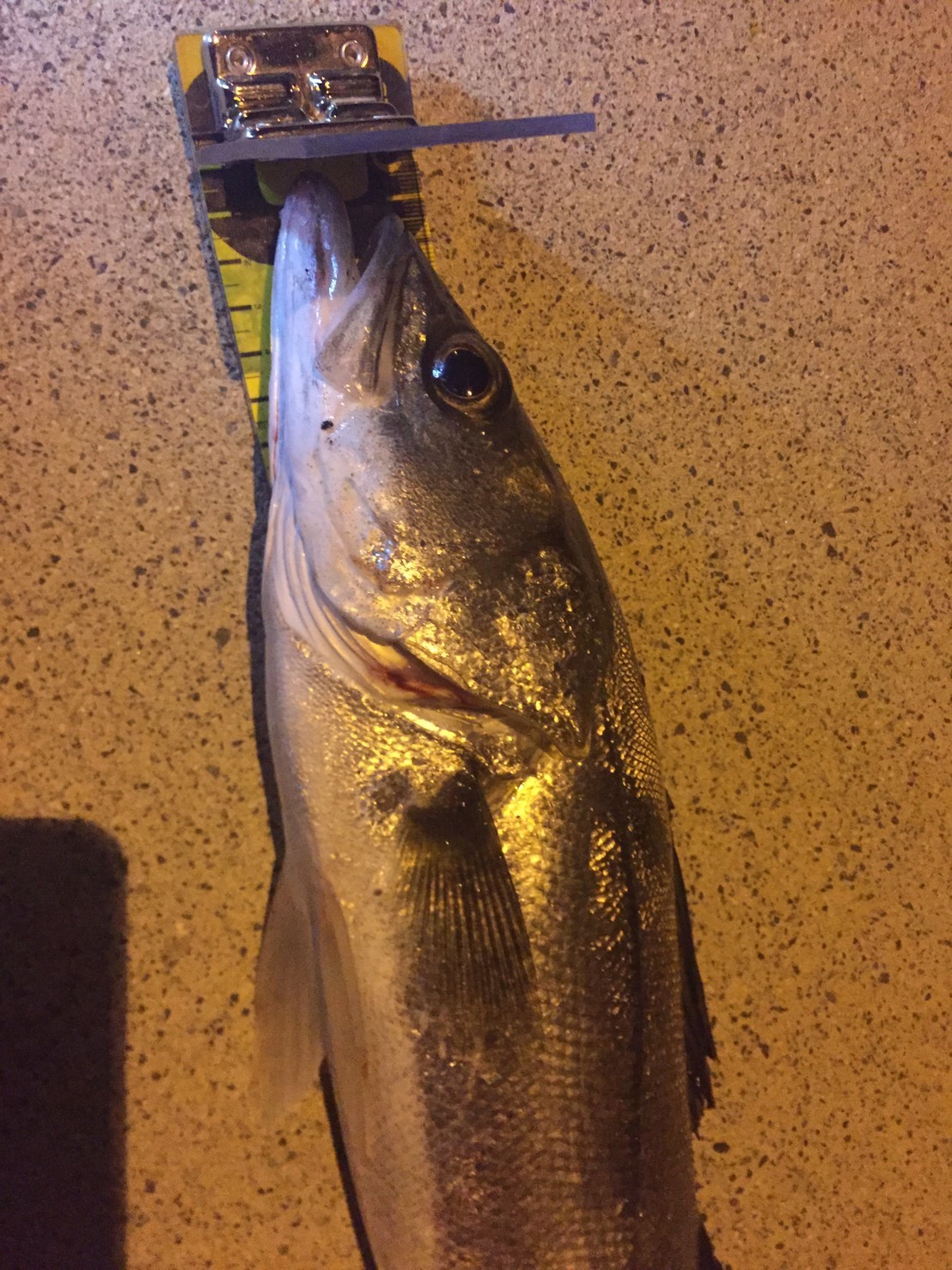千代川シーバス釣り_e0115904_15022495.jpg
