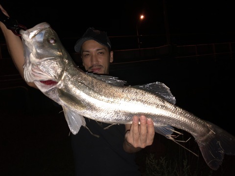 千代川シーバス釣り_e0115904_15155555.jpg