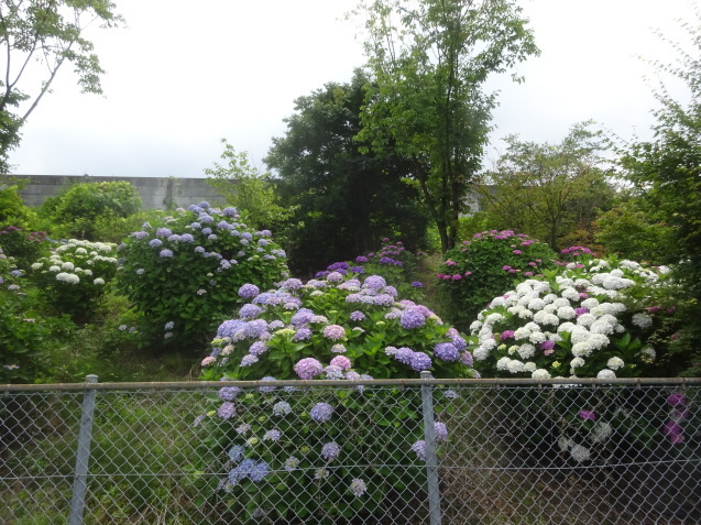 新居浜市の山田あじさいロード19 19 6 11 徳ちゃん便り