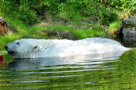 ロシア・西シベリア、ボリシェリェーチェ動物園、冷雨の初夏の日の白く美しきグーリャの近況_a0151913_22395060.jpg