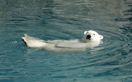 ロシア・西シベリア、ボリシェリェーチェ動物園、冷雨の初夏の日の白く美しきグーリャの近況_a0151913_23531667.jpg