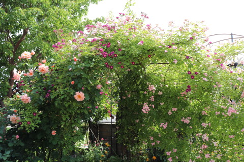GREEN MAN’S GARDEN(弘前市)*2019.06.09_b0147224_0462096.jpg