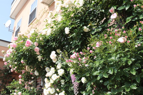 GREEN MAN’S GARDEN(弘前市)*2019.06.09_b0147224_046226.jpg