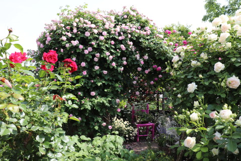 GREEN MAN’S GARDEN(弘前市)*2019.06.09_b0147224_0464534.jpg