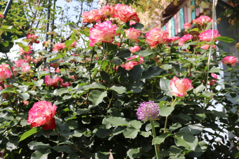 GREEN MAN’S GARDEN(弘前市)*2019.06.09_b0147224_047337.jpg
