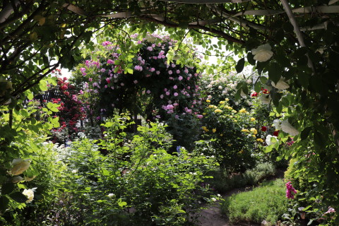 GREEN MAN’S GARDEN(弘前市)*2019.06.09_b0147224_047738.jpg