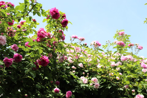 GREEN MAN’S GARDEN(弘前市)*2019.06.09_b0147224_0494128.jpg