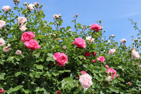 GREEN MAN’S GARDEN(弘前市)*2019.06.09_b0147224_0502659.jpg