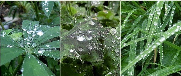 　　雨が降ります雨が降る_e0234924_05151358.jpg