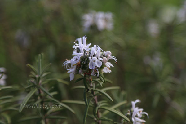 c0024729_17294471.jpg