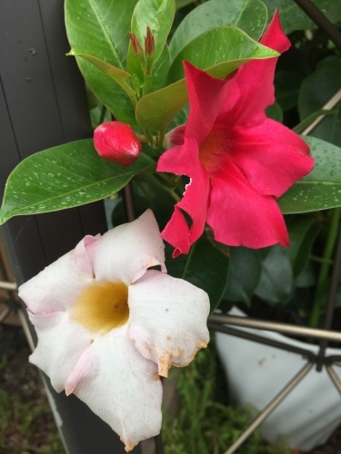 b0182530_12083318.jpeg