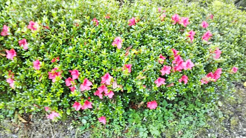 f0202137_12505265.jpg
