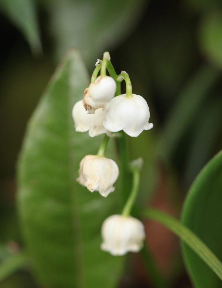 御所市　九品寺（くほんじ）　黄菖蒲　芍薬　スズラン_c0108146_20054644.jpg