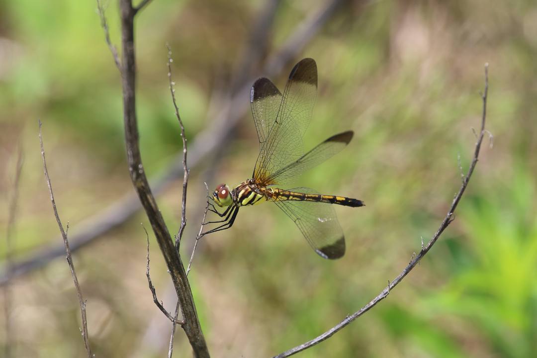 e0403850_23143485.jpg