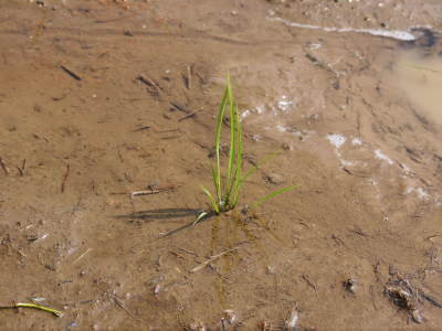 菊池水源棚田米 水にこだわる匠の田植えの様子(2019) 前編_a0254656_18493865.jpg