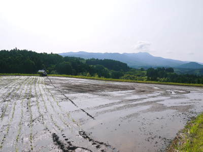菊池水源棚田米 水にこだわる匠の田植えの様子(2019) 前編_a0254656_18563639.jpg