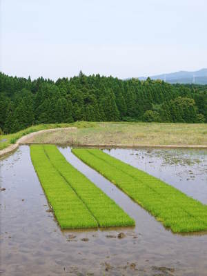 菊池水源棚田米 水にこだわる匠の田植えの様子(2019) 前編_a0254656_18575611.jpg