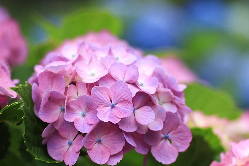 雨の日の紫陽花 Happy Cafe Vol 2