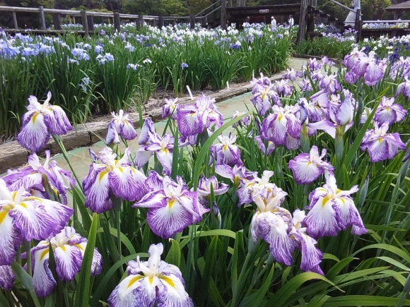 菖蒲園_d0116059_21093119.jpg