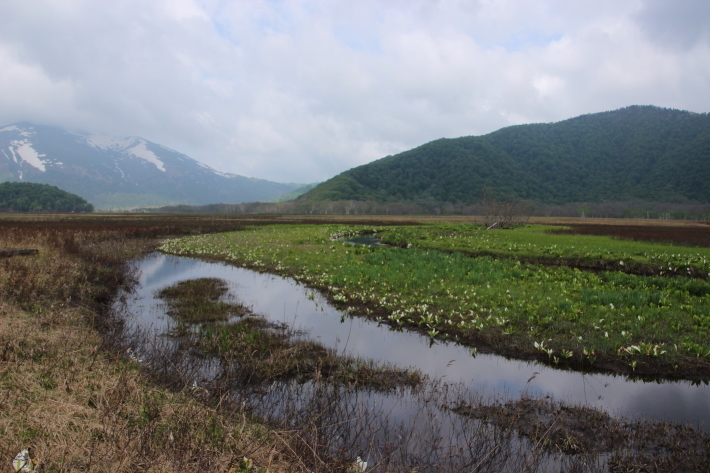 尾瀬(7) 下ノ大堀川 (2019/6/6撮影)_b0369971_12431387.jpg