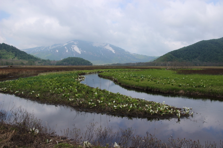 尾瀬(7) 下ノ大堀川 (2019/6/6撮影)_b0369971_12513226.jpg