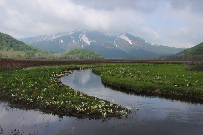 尾瀬(7) 下ノ大堀川 (2019/6/6撮影)_b0369971_12591572.jpg