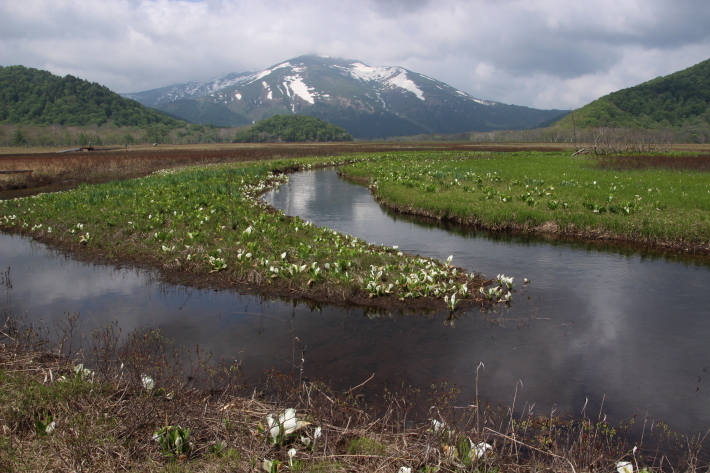 尾瀬(7) 下ノ大堀川 (2019/6/6撮影)_b0369971_13320728.jpg