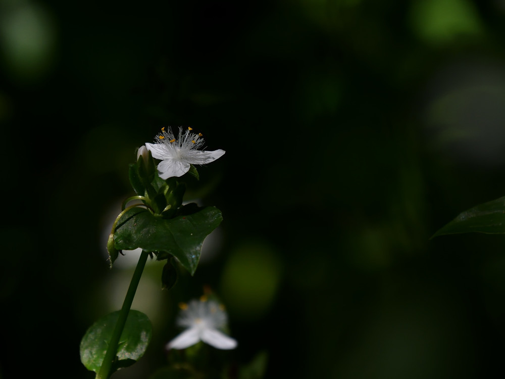 a0143491_23243749.jpg