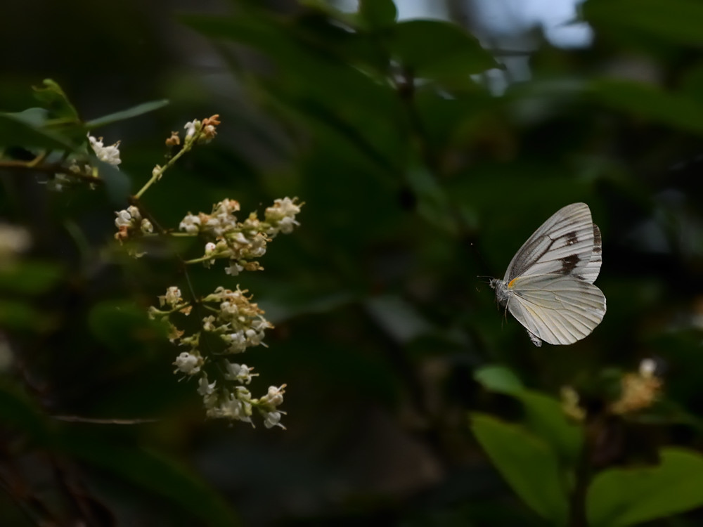 a0143491_23244339.jpg