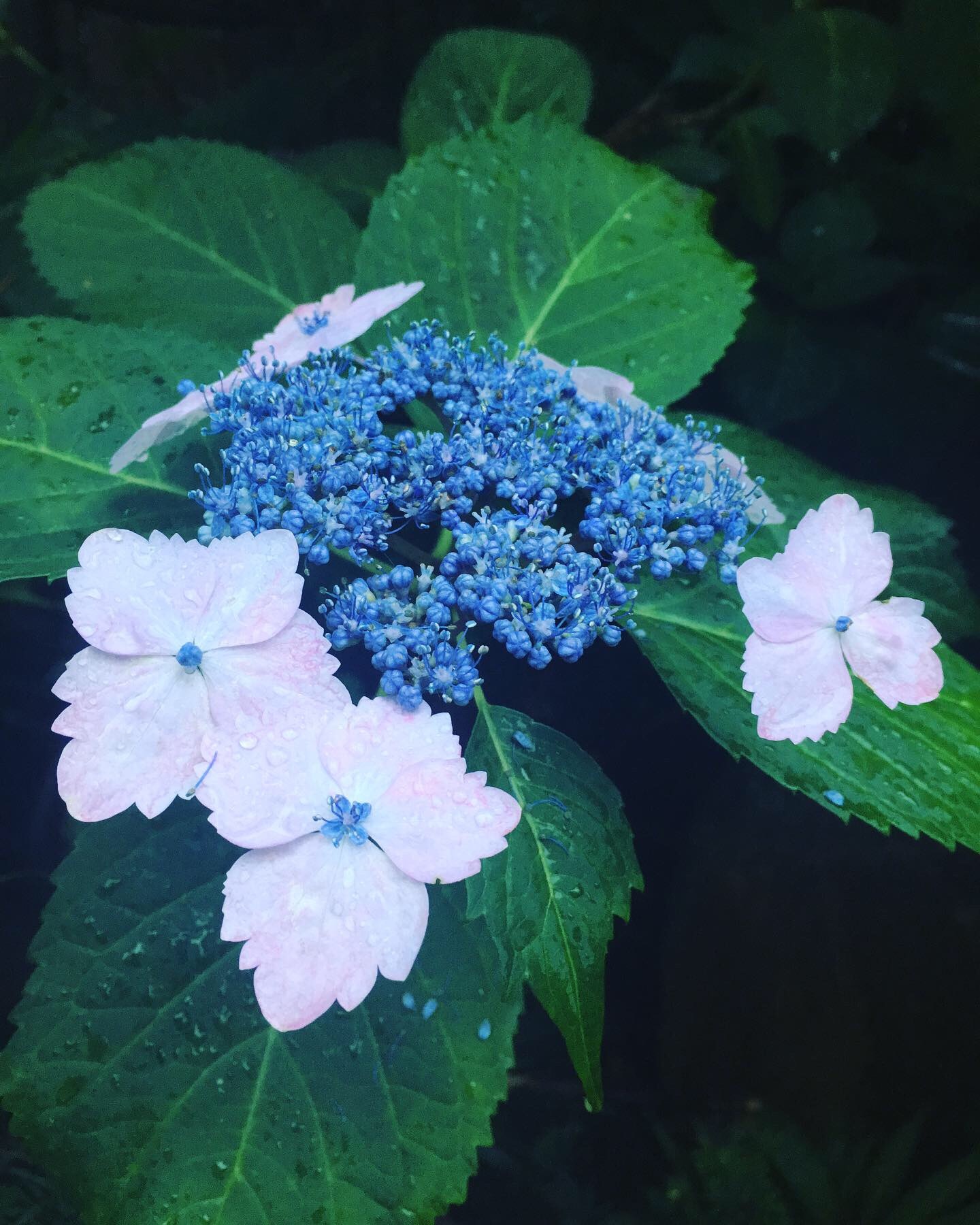 早起きとカフェ_a0129492_09314080.jpeg