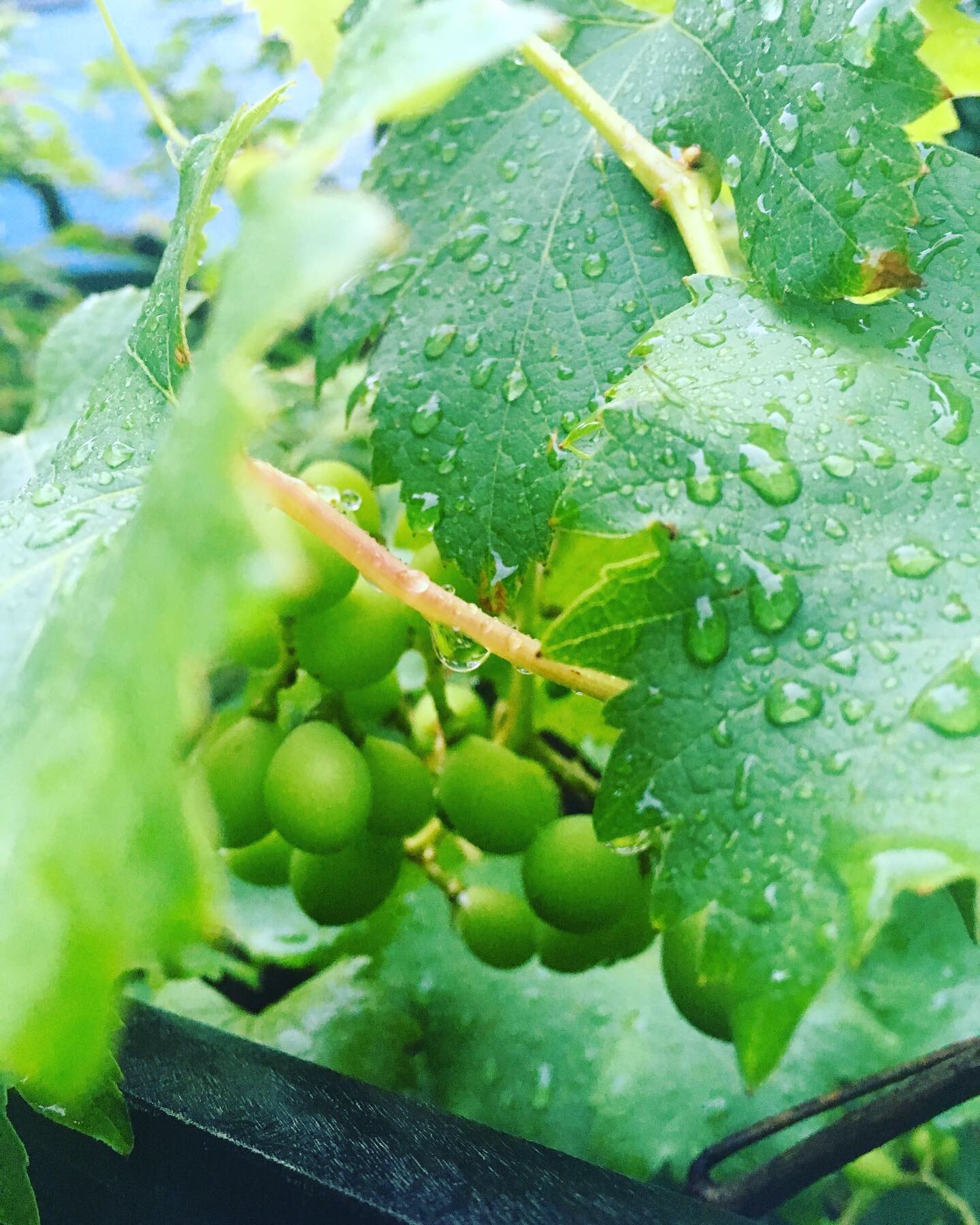 早起きとカフェ_a0129492_09320161.jpeg
