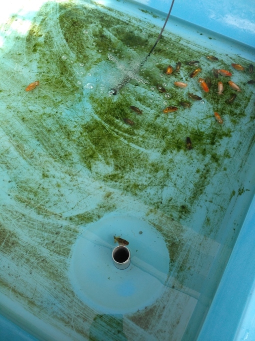 色揚げ効果 何処かの誰かのらんちゅう日記