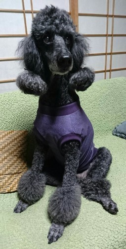 夏服が届きました_f0033598_21022492.jpg