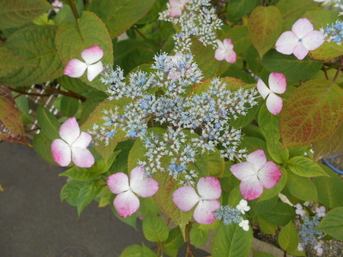 f0083803_18275900.jpg