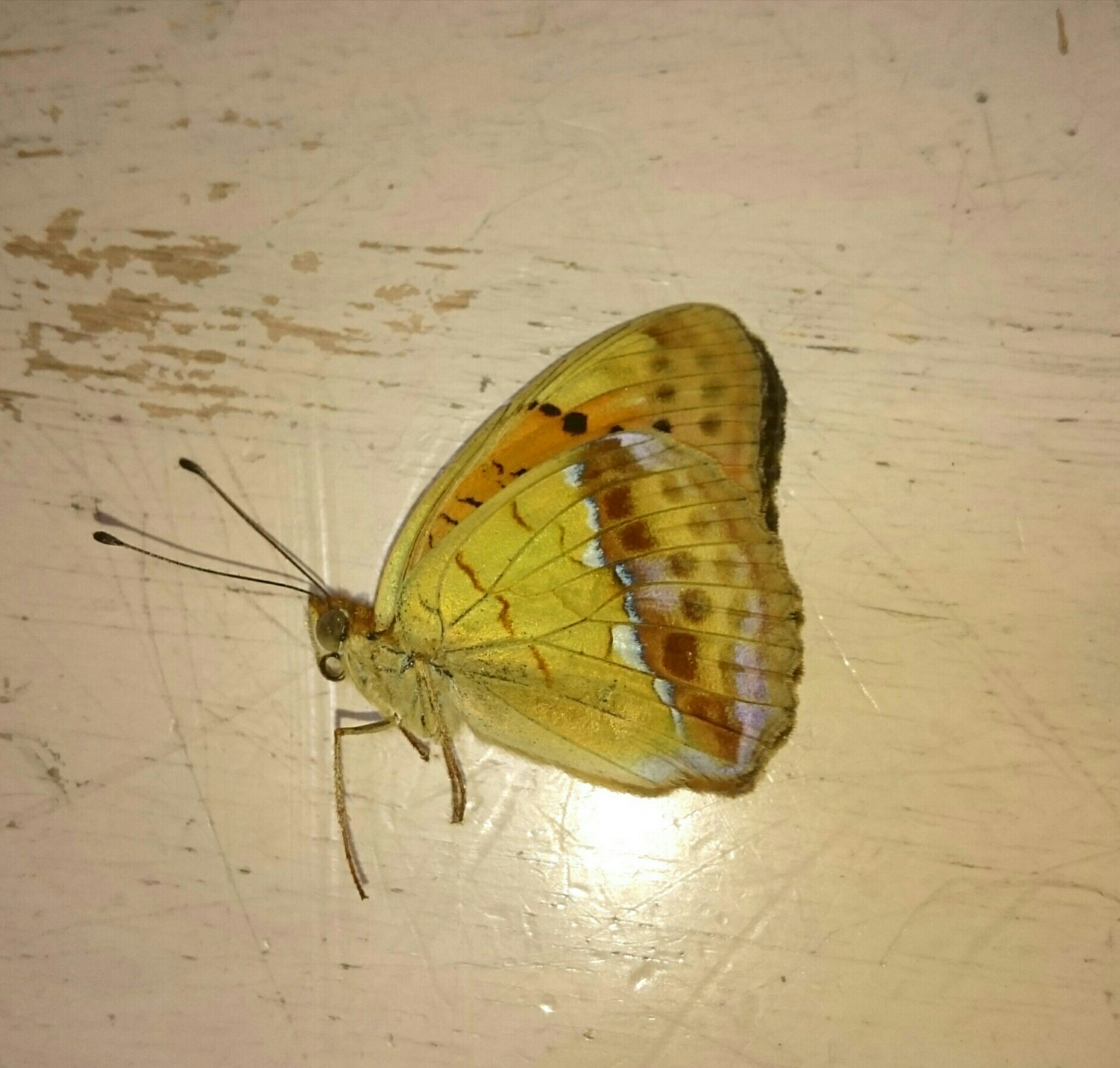 a0361610_21035423.jpg