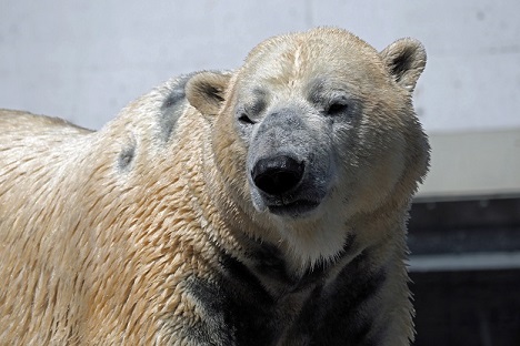 デンマーク コペンハーゲン動物園の仕事師ノルドがオールボー動物園へ移動 そしてその後 Polarbearology Conjectaneum