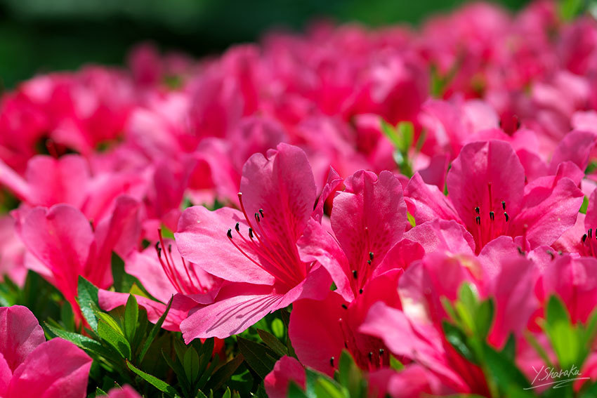 三渓園の花菖蒲と紫陽花　No4_f0344614_16400808.jpg