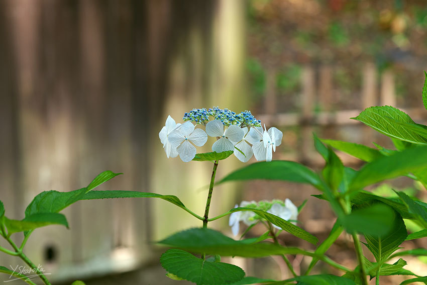 三渓園の花菖蒲と紫陽花　No4_f0344614_16424989.jpg