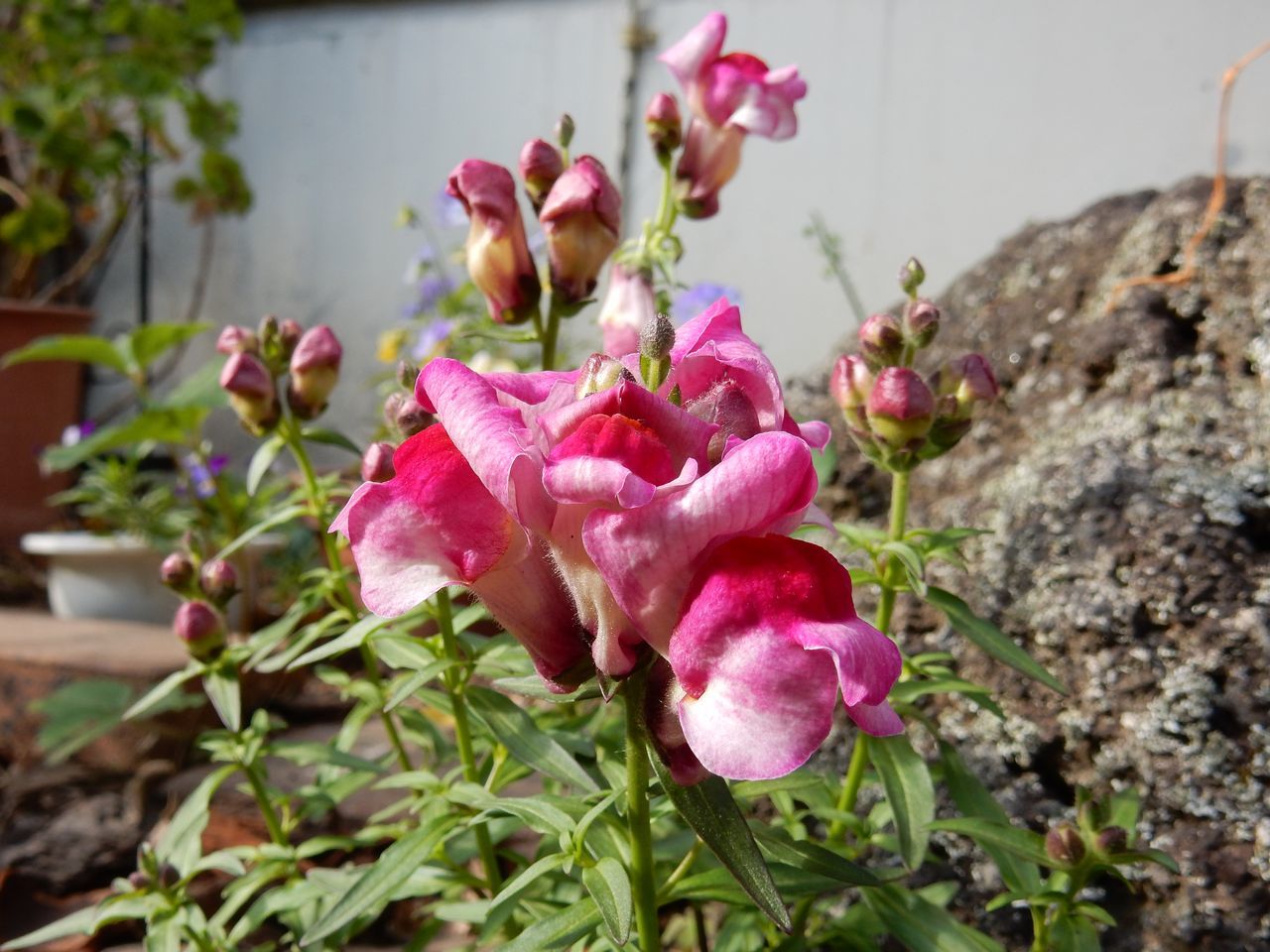 冬を越える植物たち_c0025115_21590764.jpg