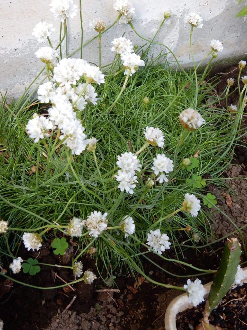 冬を越える植物たち_c0025115_22082677.jpg