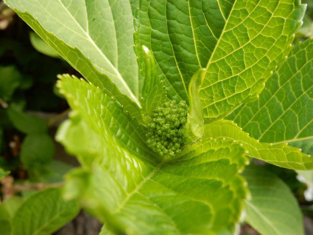 冬を越える植物たち_c0025115_22151502.jpg