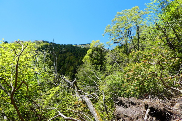 石楠花咲く　天ｹ岳 (788M)   登頂編　ＮＯ２_d0170615_20142693.jpg