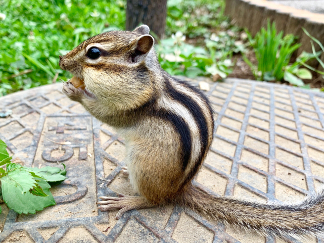 さいたま市 りすの家 放し飼いのリスたちのしぐさが可愛いい 休日ダンスと忘備録 シーズンによせた軽キャン旅と趣味