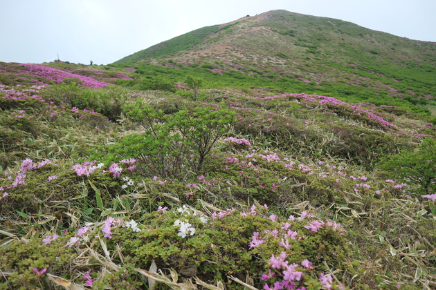 e0272335_539167.jpg