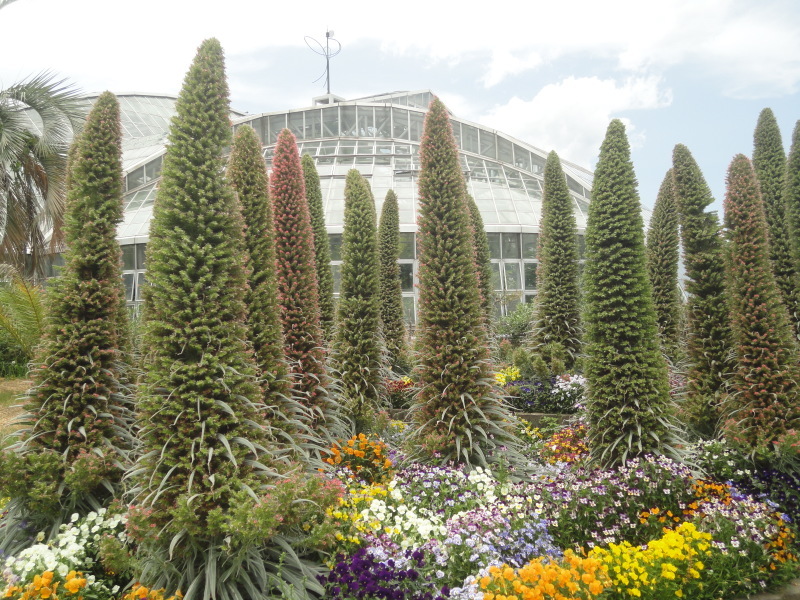 ”宝石の塔”　京都府立植物園_d0359338_17352404.jpg