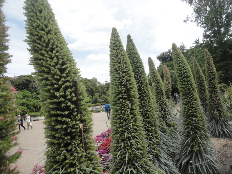 ”宝石の塔”　京都府立植物園_d0359338_17371710.jpg