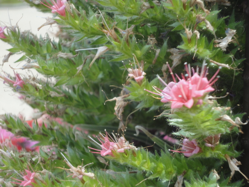 ”宝石の塔”　京都府立植物園_d0359338_17392224.jpg