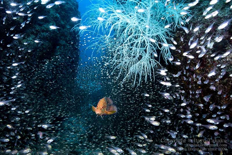 濁った海にユウレイクラゲ!_b0186442_23033448.jpg