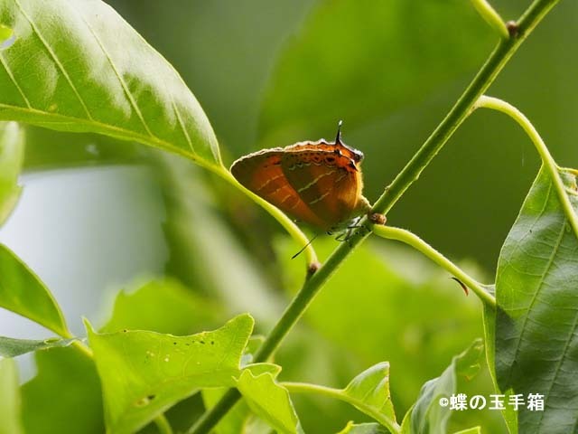 2019年6月上旬　アカシジミなど_b0107948_07134405.jpg