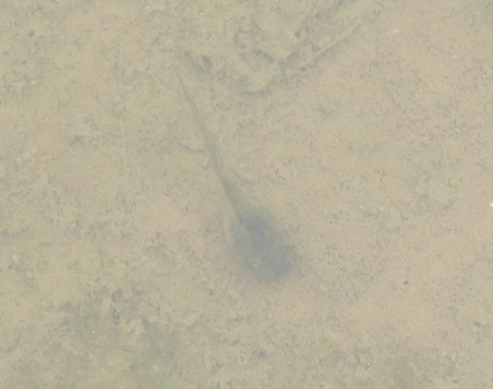e0172950_21242023.jpg